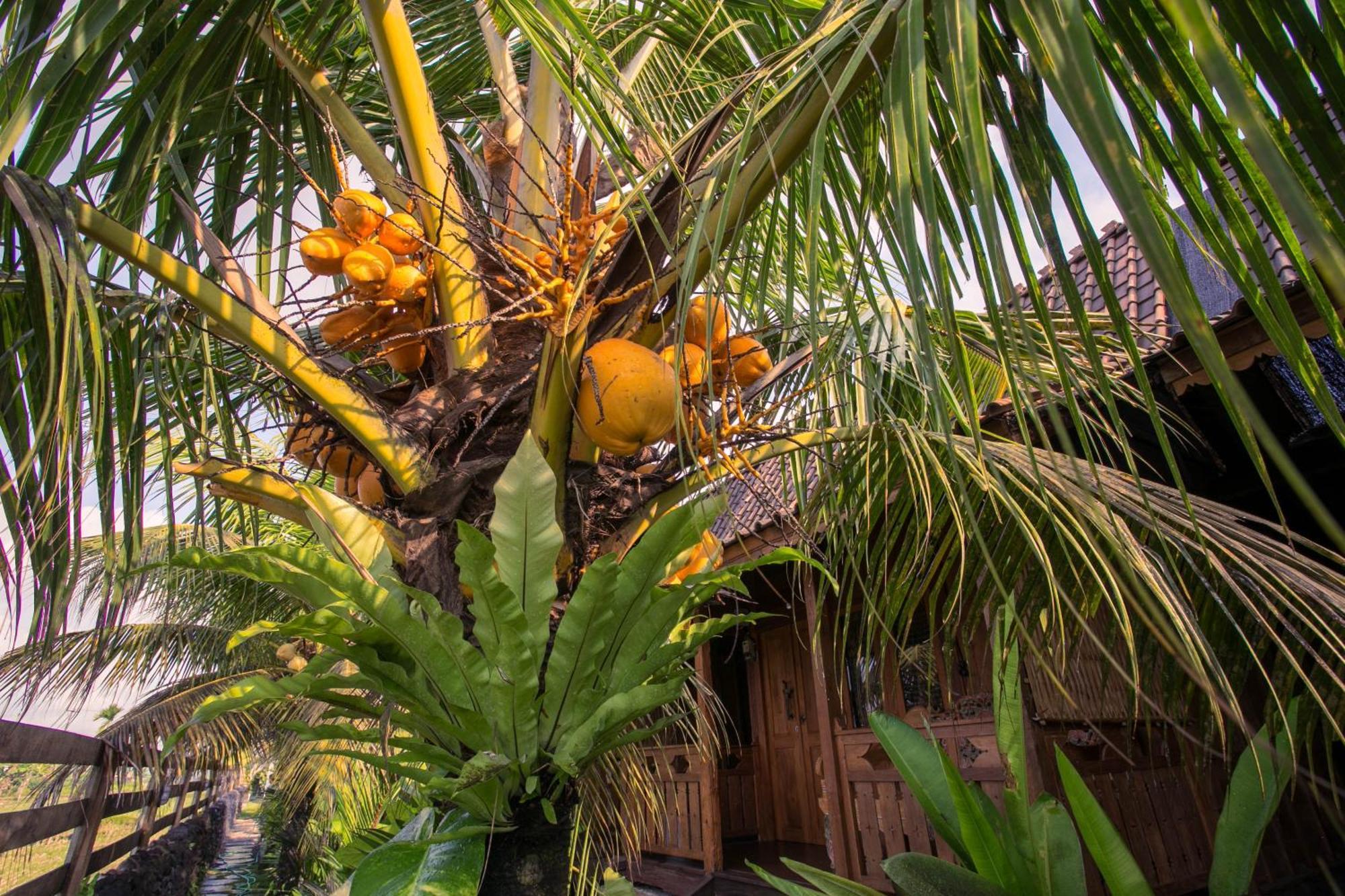 Cap Oleng By Ecommerceloka Homestay